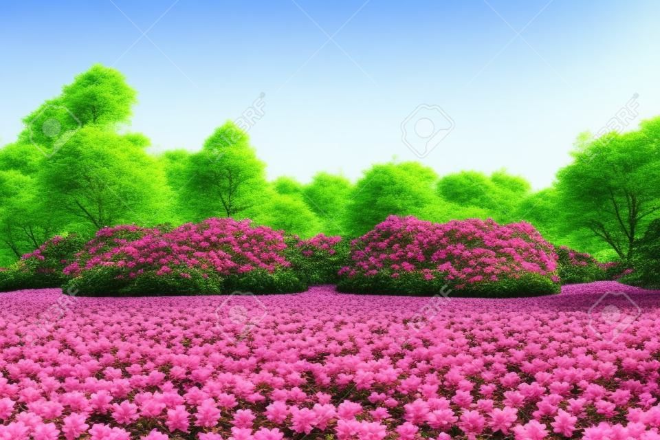 Schöne Blumen Rhododendron Sträucher und Bäume in einem sonnigen Garten Landschaft