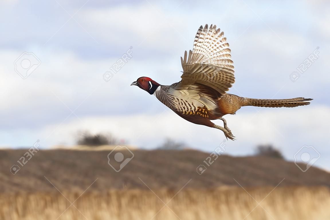 Vliegende fazant