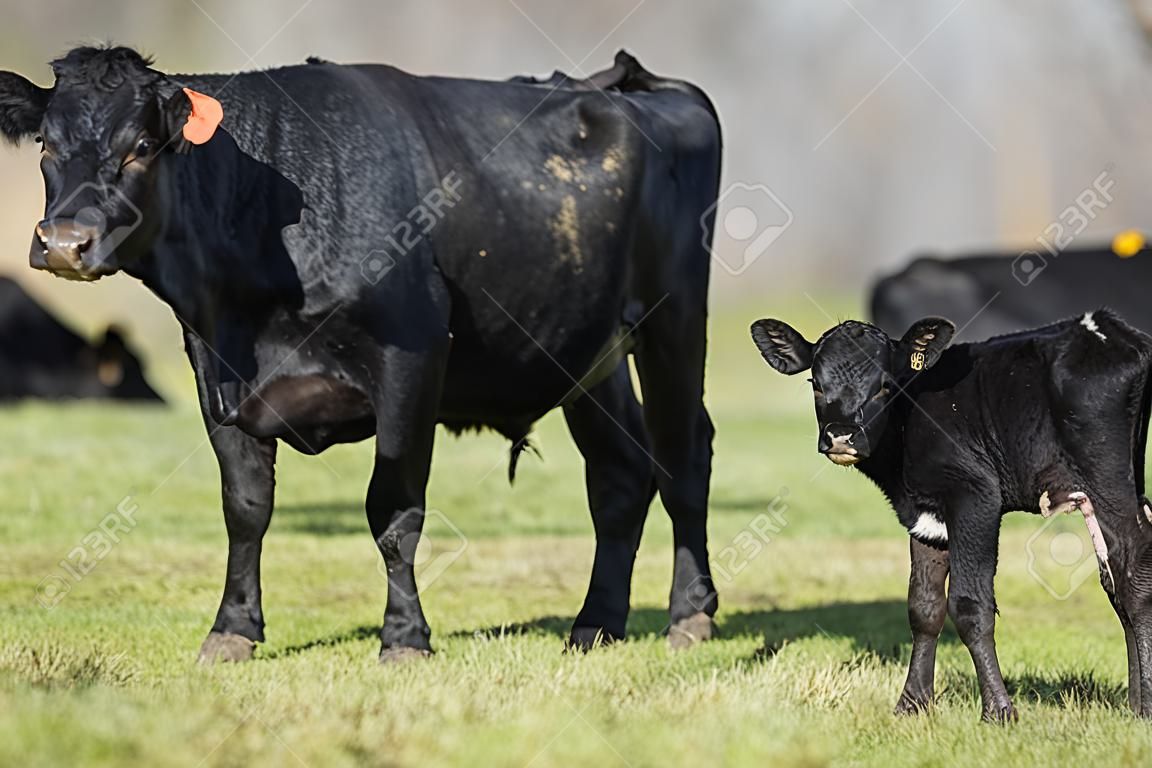 黑安格斯牛與她的新生小牛