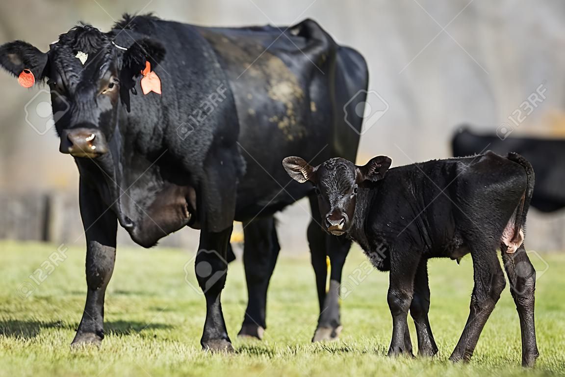 黑安格斯牛與她的新生小牛
