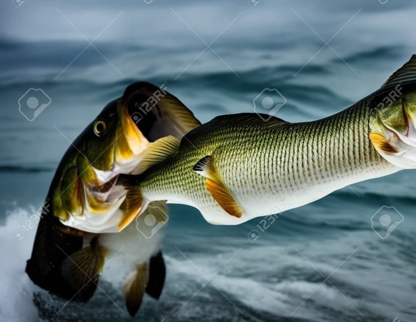 fisherman holding a large mouth bass closeup