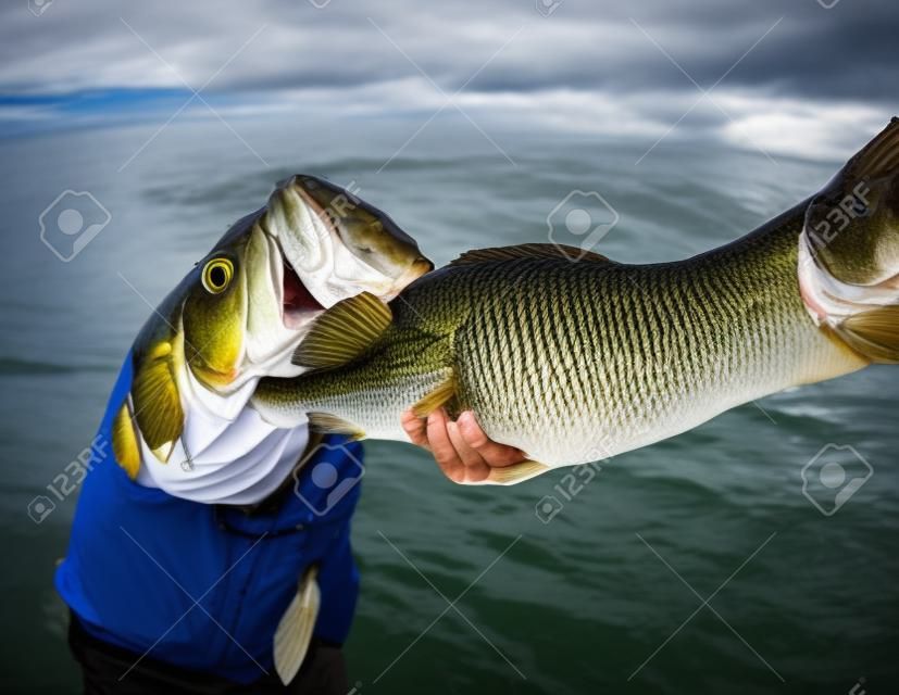 fisherman holding a large mouth bass closeup