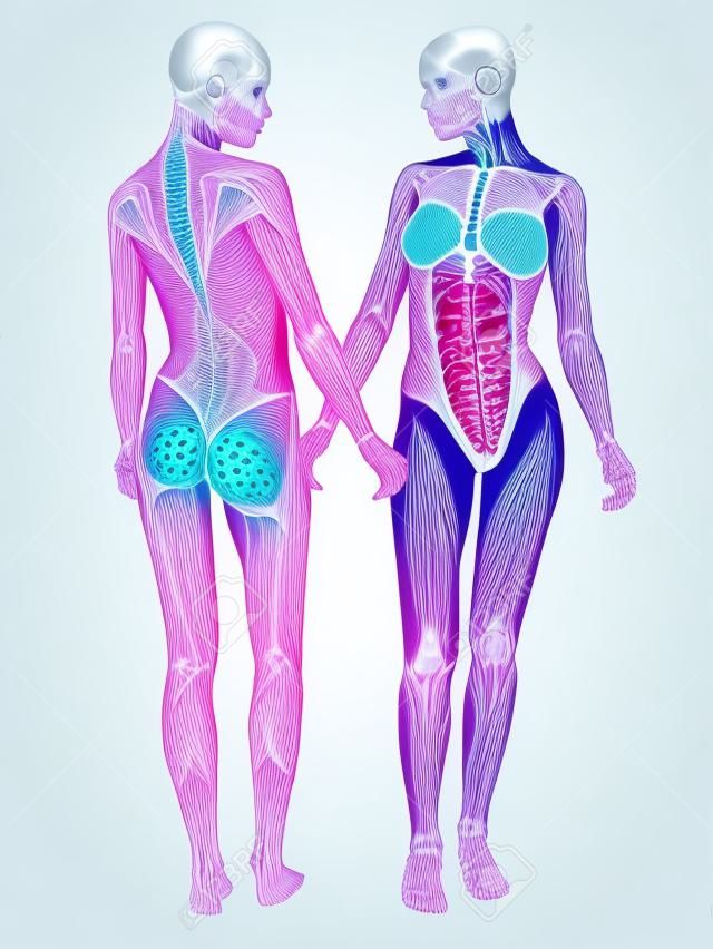 Femme avant du système musculo-squelettique et à l'arrière isolé sur un fond blanc. Partie d'une série médicale musculaire.