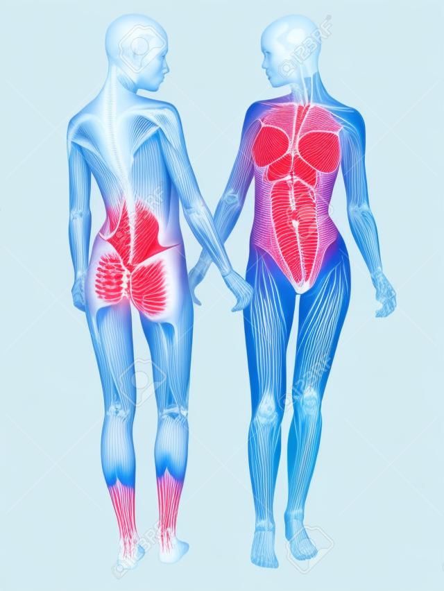 Mujer delante del sistema osteomuscular y posterior aislado en un fondo blanco. Parte de una serie muscular médica.
