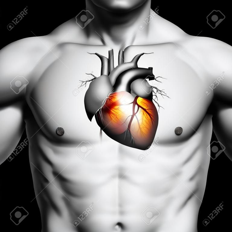 Human heart anatomy illustration of a black and white male on a black background  Part of a medical series