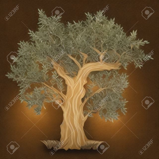alten Olivenbaum