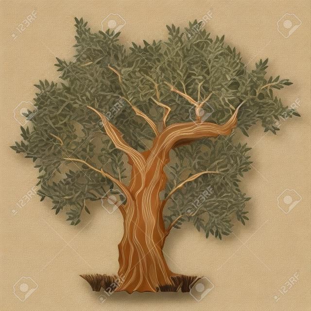 alten Olivenbaum