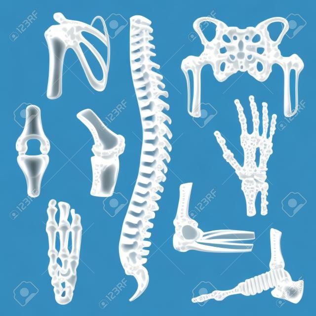 Vector sketch icons of human body bones and joints