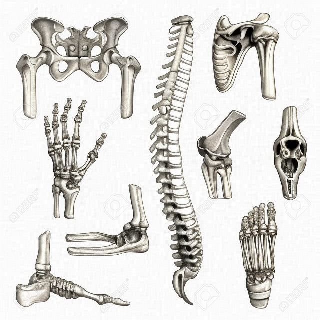 Bone and joints sketches set. Human skeleton hand, knee and shoulder, hip, foot, spine, leg and arm, finger, elbow, pelvis, thorax, ankle, wrist icon for orthopedics and rheumatology medicine design