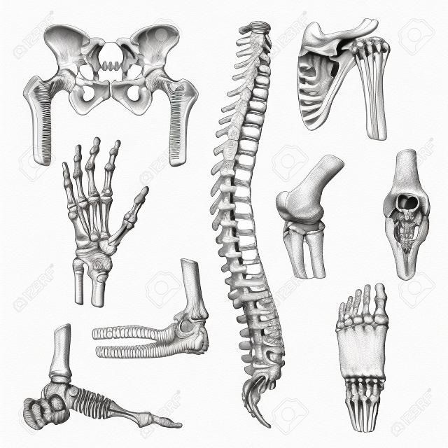 Conjunto de bocetos de huesos y articulaciones. Esqueleto humano mano, rodilla y hombro, cadera, pie, columna vertebral, pierna y brazo, dedo, codo, pelvis, tórax, tobillo, icono de muñeca para diseño de medicina ortopédica y reumatología.