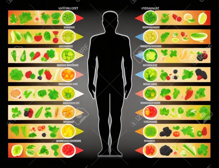 음식의 비타민과 미네랄. 비타민 함량별로 구성된 야채, 과일, 견과류, 시리얼, 베리 차트가 있는 인간의 실루엣. 건강 영양 및 천연 다이어트 보조제