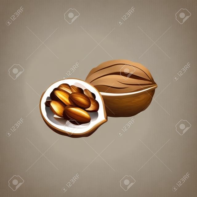 Croquis isolé de fruits de noix de noix et de noyau entiers. Vecteur ouvert coquille de noix, nourriture végétarienne