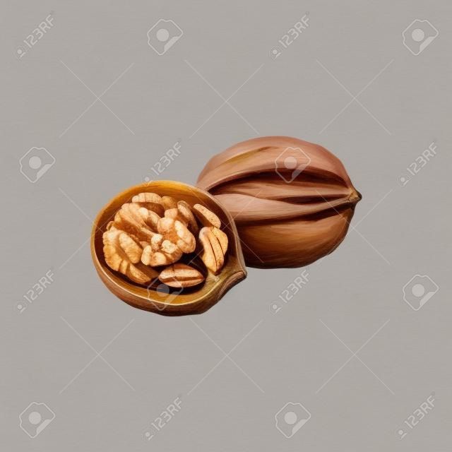 Walnut fruit isolated sketch of whole nut and kernel. Vector opened nutshell of nut, vegetarian food
