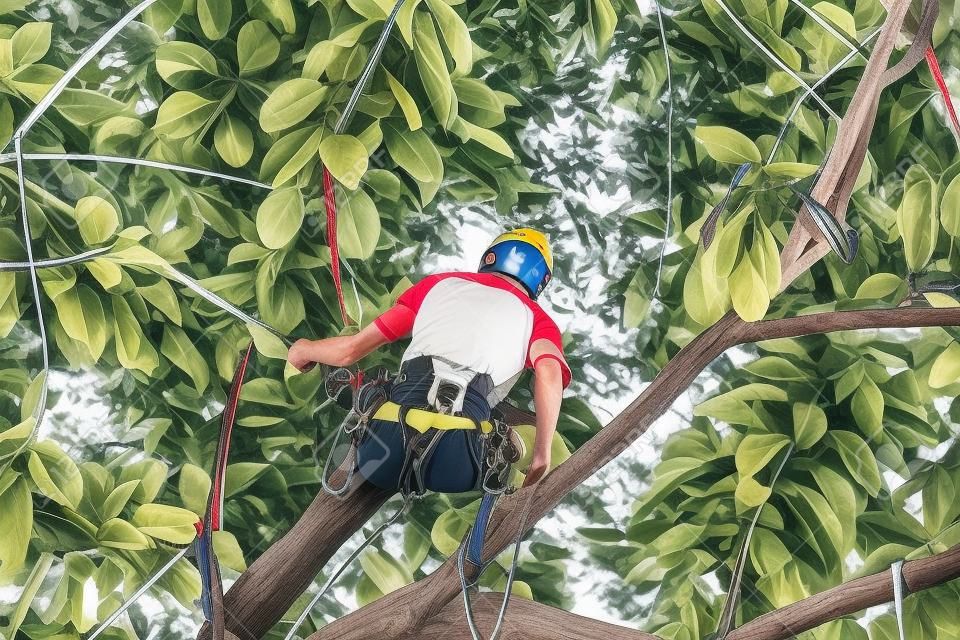 alpinista da árvore que pendura