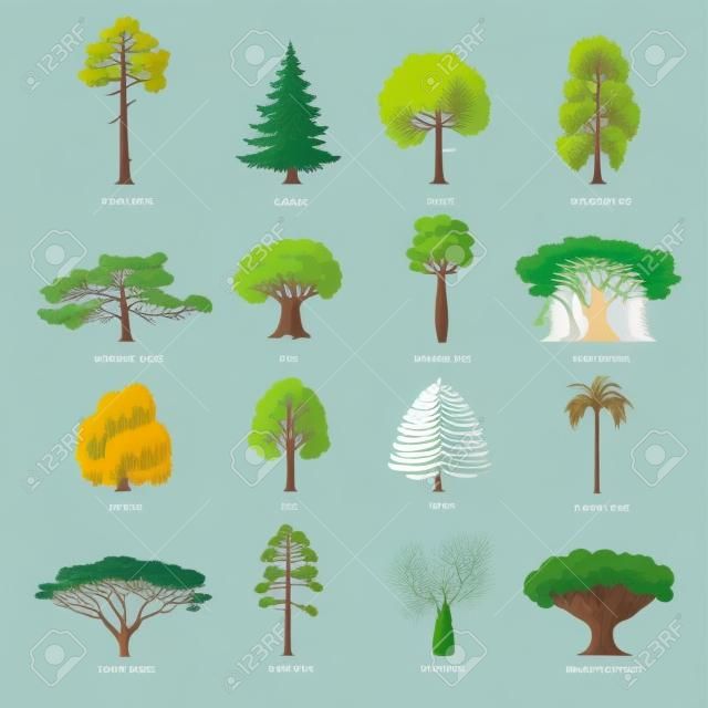 Platte groene bomen vector illustratie set. Stenen pijnboom, sparren, esdoorn, berk, ceder, eik, brachychiton, banyan, wilg, lariks, palm, Schotse pijnboom pictogrammen. Natuur concept.