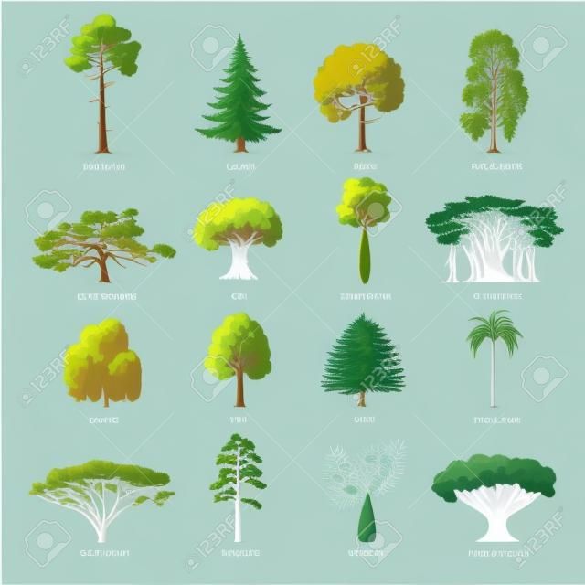 Conjunto de ilustração vetorial de árvores verdes planas. Pinho de pedra, abeto, bordo, bétula, cedro, carvalho, brachychiton, banyan, salgueiro, lariço, palmeira, ícones de árvores de pinhal de scots. Conceito de natureza.