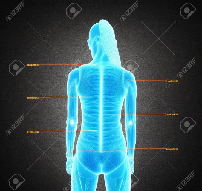 Anatomia das costas rotulada. Nervos espinhais humanos indicados com pontos brancos no tronco feminino. Cuidados de saúde e terapia da coluna vertebral.