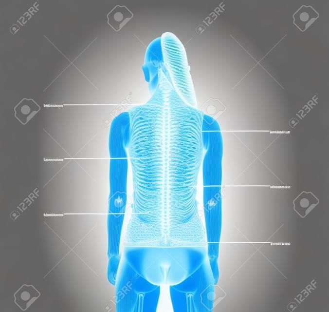 Anatomia das costas rotulada. Nervos espinhais humanos indicados com pontos brancos no tronco feminino. Cuidados de saúde e terapia da coluna vertebral.