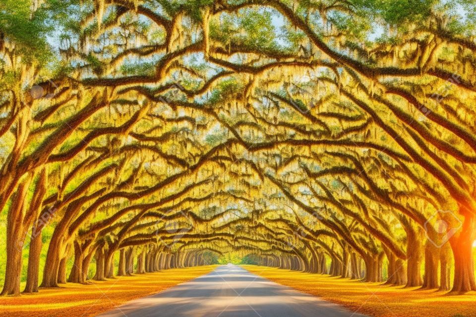 Savannah, Geórgia, EUA árvore de carvalho forrado estrada na histórica Wormsloe Plantation.