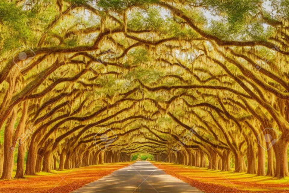 Savannah, Geórgia, EUA árvore de carvalho forrado estrada na histórica Wormsloe Plantation.