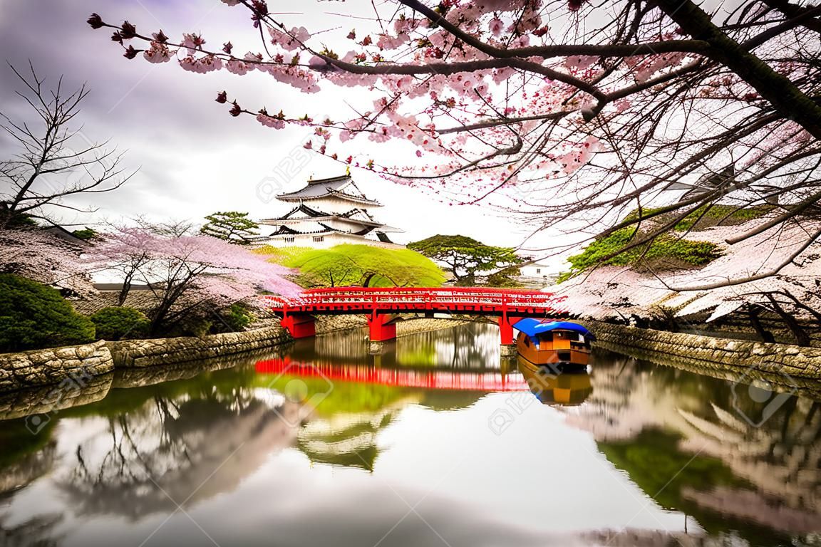 日本姬路市的姬路城在春季櫻花盛開的季節。