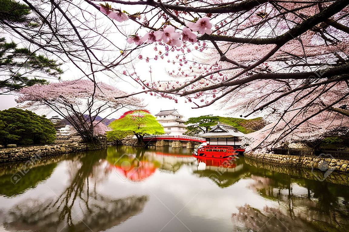 日本姬路市的姬路城在春季櫻花盛開的季節。