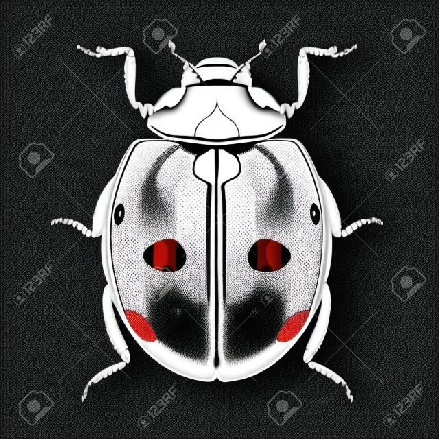 ladybug top view of a symmetric graph sketch vector black and white drawing