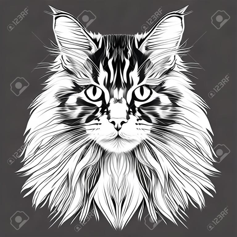 cat Breed Maine Coon face sketch vector black and white drawing