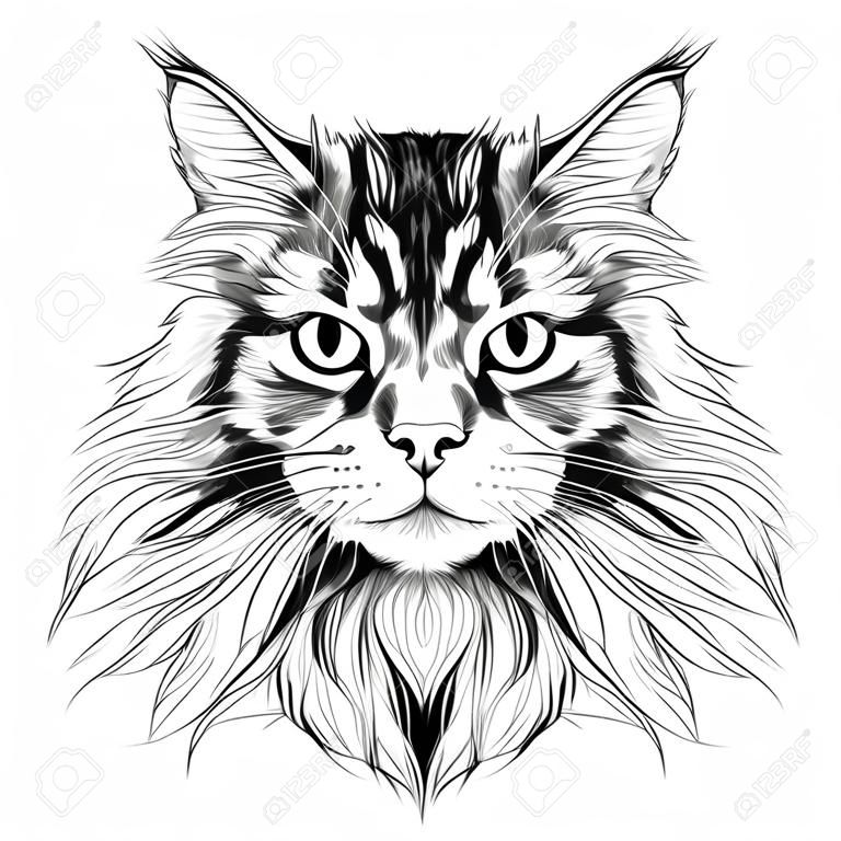 Raza de gato Maine Coon cara dibujo vectorial dibujo en blanco y negro