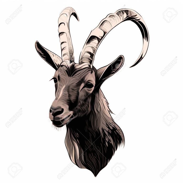 Goat sketch graphic design.