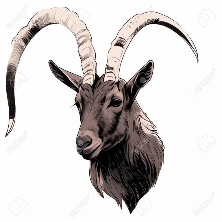 Goat sketch graphic design.
