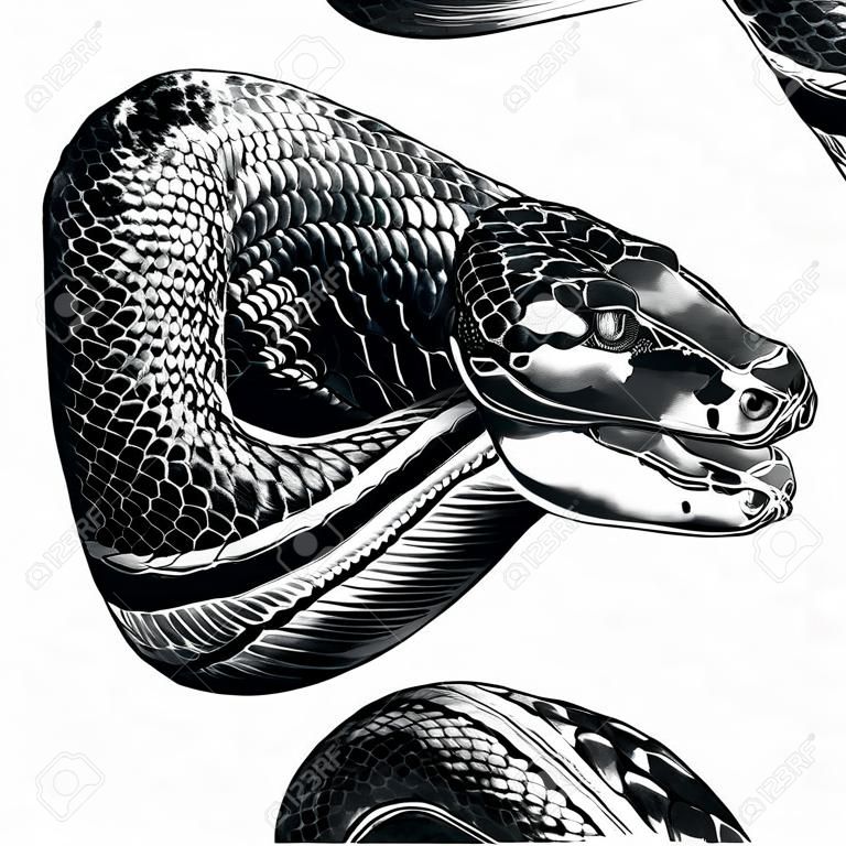 Anaconda boceto diseño gráfico.