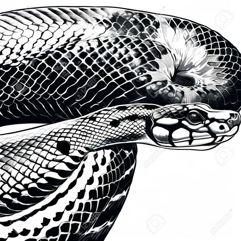 Anaconda boceto diseño gráfico.