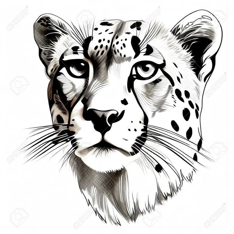 Cheetah hoofd schets grafisch ontwerp.