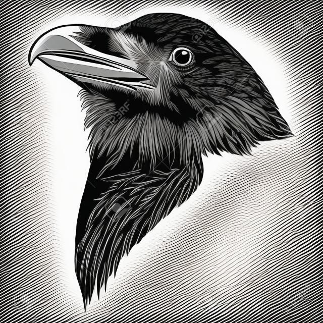 the Raven head sketch vector graphics monochrome black-and-white drawing