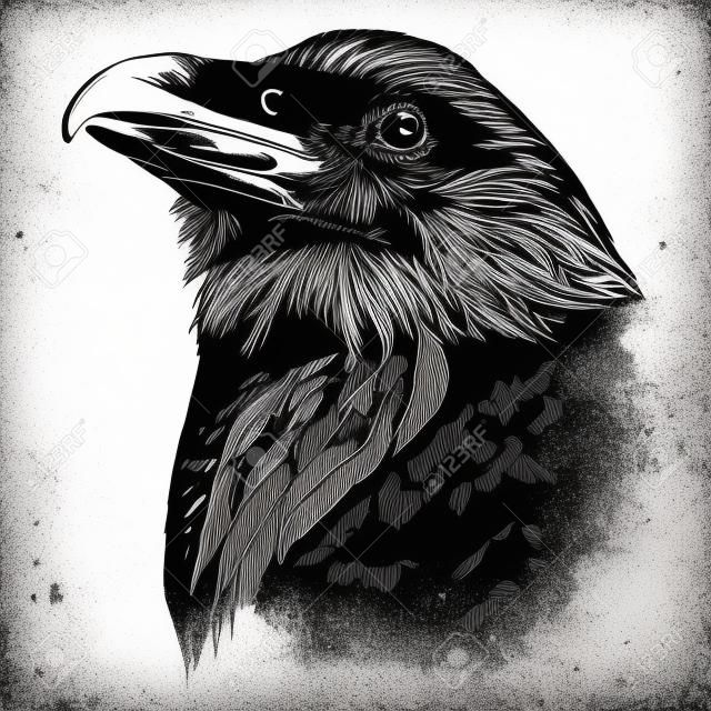 голова ворона эскиз векторная графика монохромный черно-белый рисунок