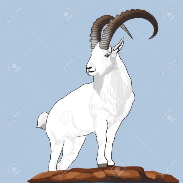 Mountain goat sketch vector