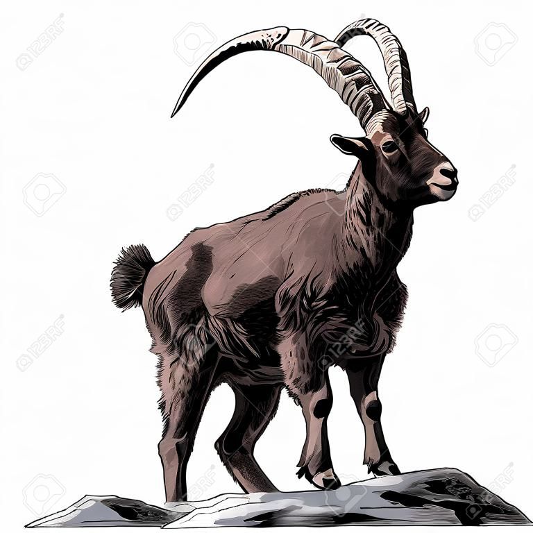 Mountain goat sketch vector