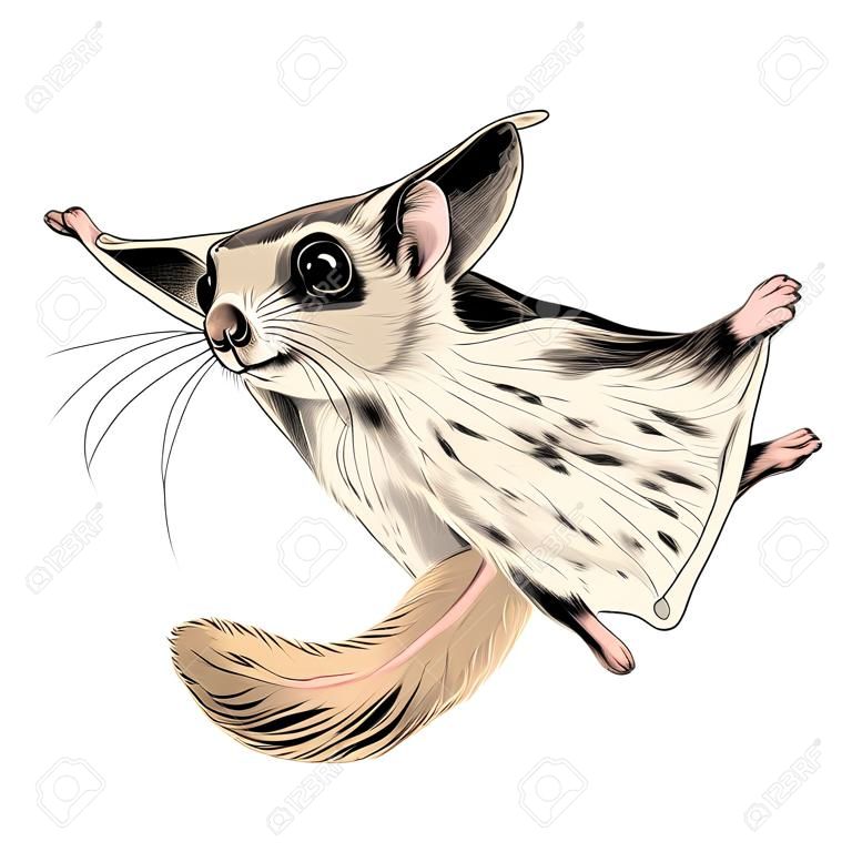 The flying squirrel sketch vector graphics color picture