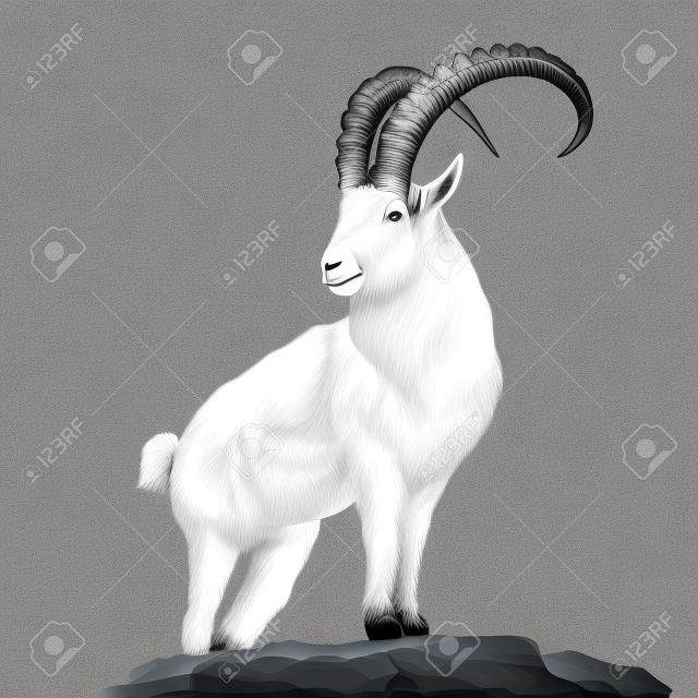 Mountain goat standing on rocks and looking in a direction sketch graphics of black and white drawing