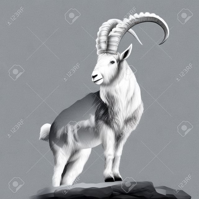 chèvre de montagne debout sur des rochers et regardant dans un dessin de contours de craie noir et blanc dessin