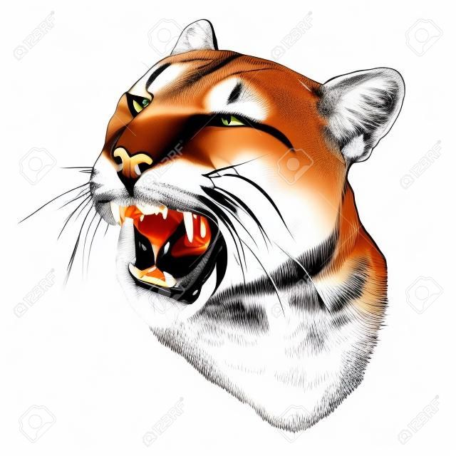 Cougar face with open mouth winks one eye with a malicious smile, sketch drawing in graphic style on white background