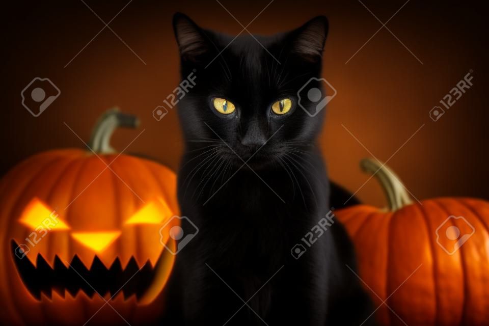 Portrait of Black Cat with Halloween pumpkin on Background and scary spooky Eyes, creepy horror holiday, superstition evil animal
