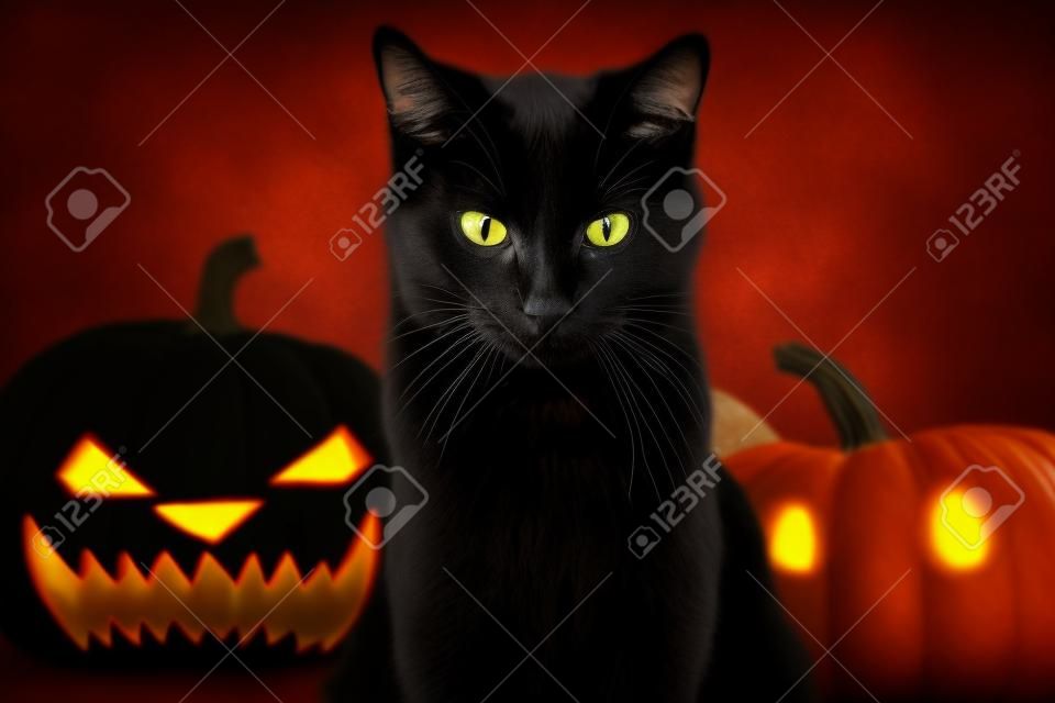 Portrait of Black Cat with Halloween pumpkin on Background and scary spooky Eyes, creepy horror holiday, superstition evil animal