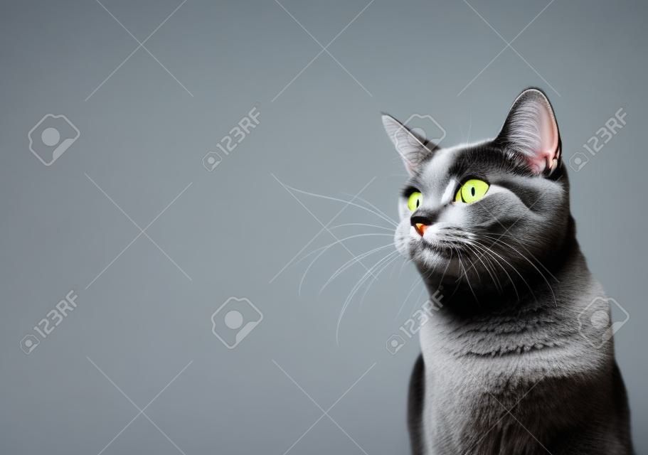 놀란 회색 고양이의 재미있는 초상화, 입을 벌리고 고립된 검은 배경에 옆을 응시