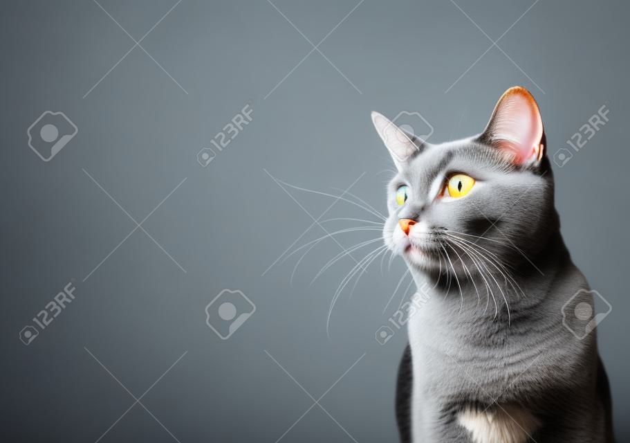 놀란 회색 고양이의 재미있는 초상화, 입을 벌리고 고립된 검은 배경에 옆을 응시