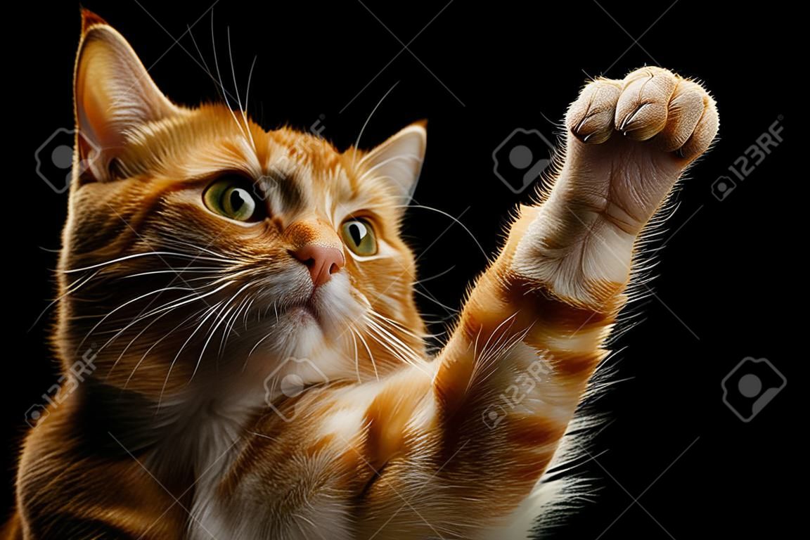 Retrato de gato de gengibre brincalhão levantando a pata e olhando na câmera no fundo preto isolado