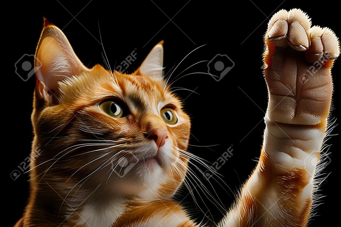 Retrato de gato jengibre juguetón levantando la pata y mirando a cámara sobre fondo negro aislado
