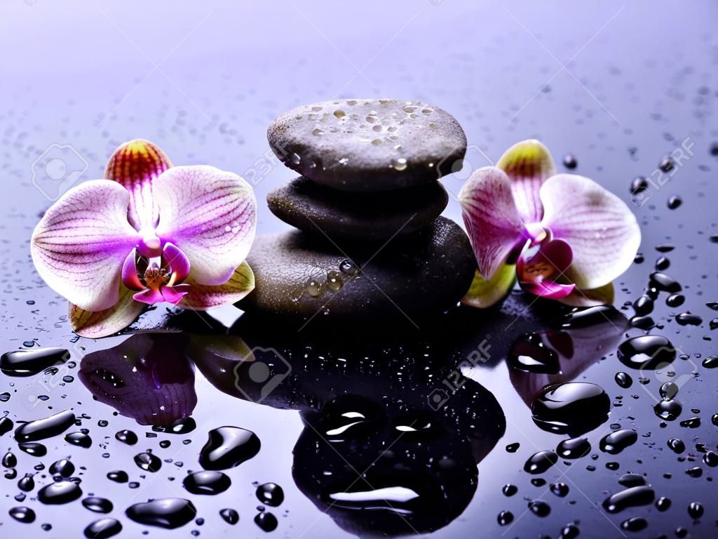 Composition with beautiful blooming orchid with water drops and spa stones, on light gray background