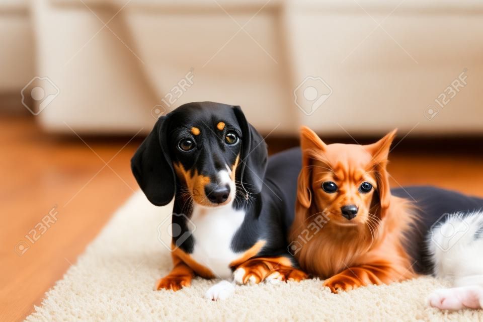 Gato bonito e cão dachshund no tapete, indoor